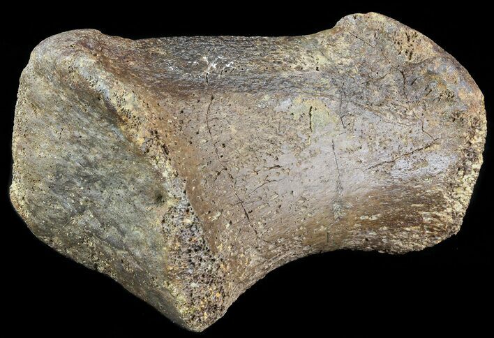 Hadrosaur Toe Bone - Alberta (Disposition #-) #71669